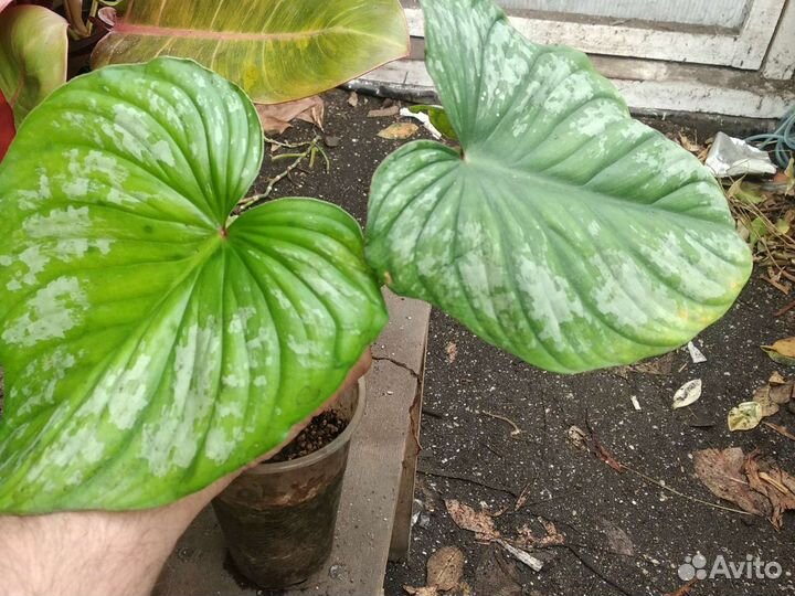 Филодендрон мамей (Philodendron Mamei)