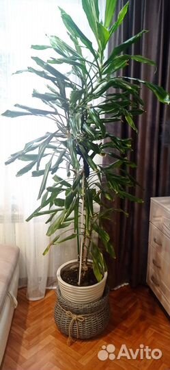 Пальма юкка в горшке
