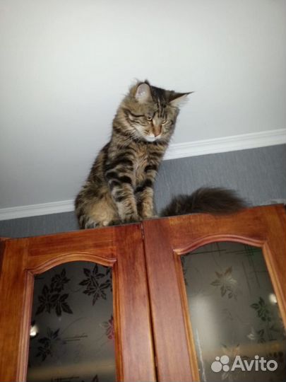 Мейн-кун вязка