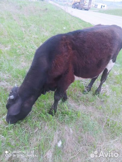 Продам корову и телку