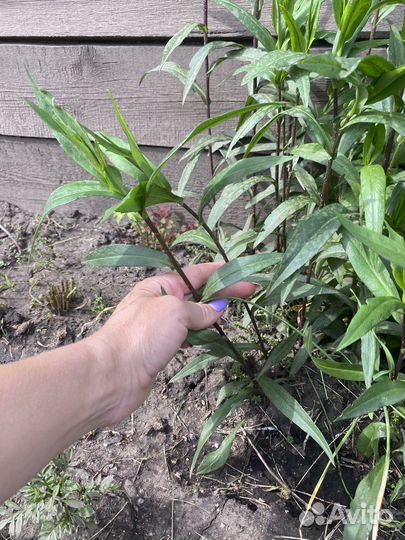 Октябринка