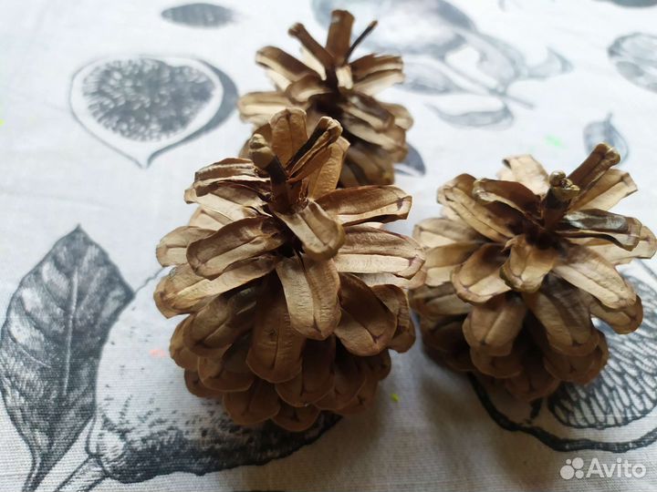 Шишки для декора