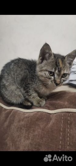 Котенок