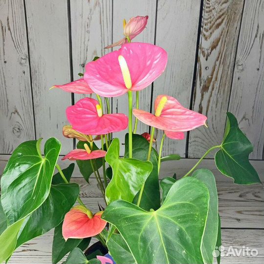 Антуриум белый и розовый.домашние кусты