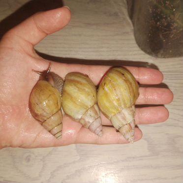 Улитки ахатины