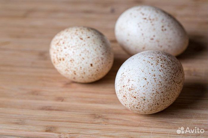 Яйца утиные и индюшиные