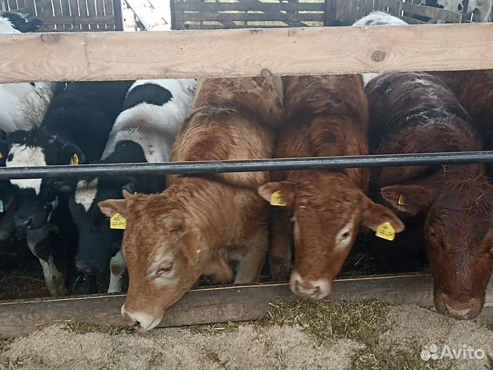 Телки супер мясной породы