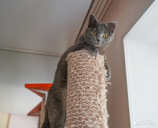 Миниатюрная кошечка