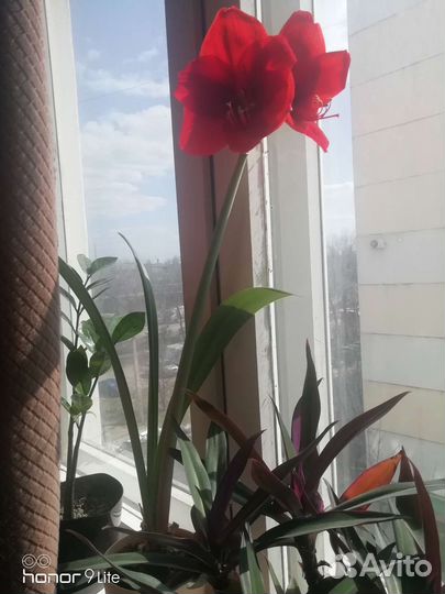 Гиппиаструм