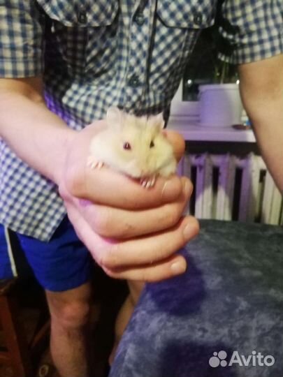Продам хомяка