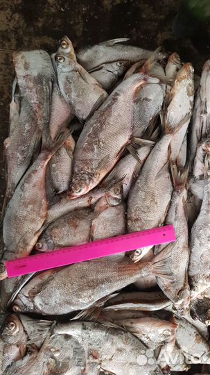 Синец с/м 20+