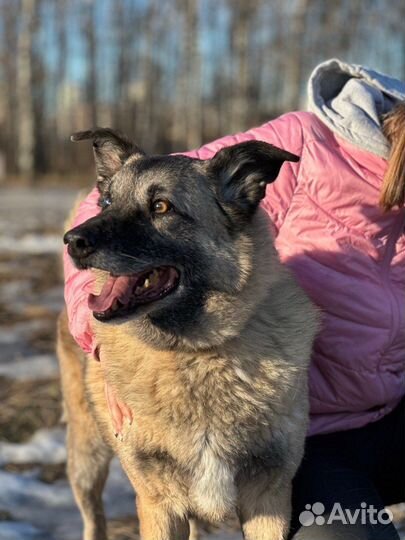 Добряк и весельчак в добрые руки