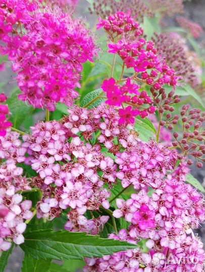 Редкий вид ежемалины Тайберри. Спирея