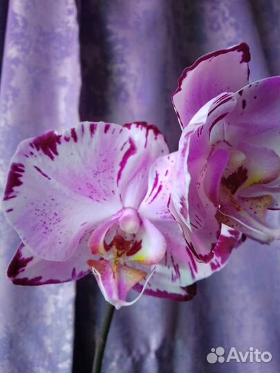 Орхидея фаленопсис