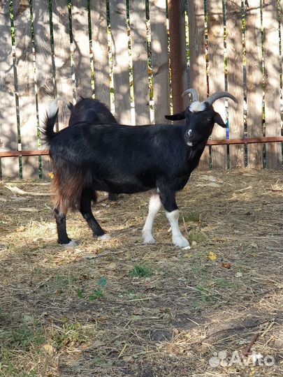 Продажа Коз