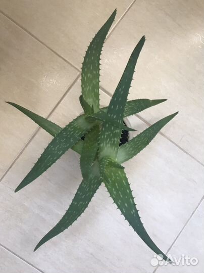 Алоэ -Вера, 4 года 800;2 года 400