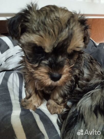 Маленькая собака