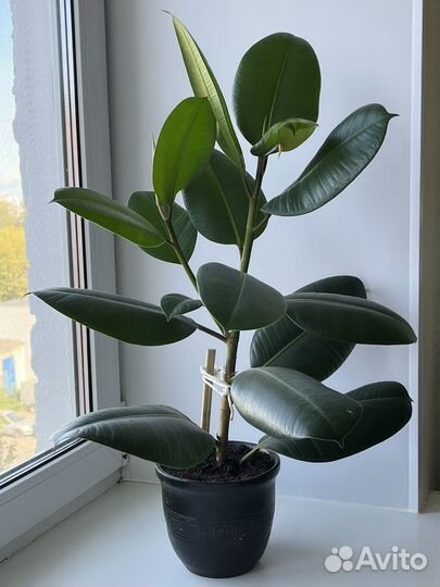 Фикус эластика тинеке (читайте описание)