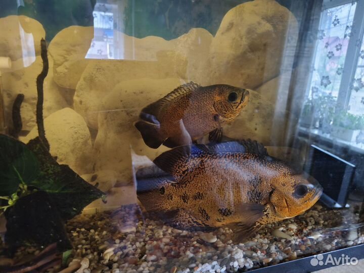 Астронотус тигровый окрас