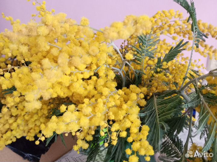 Цветы мимоза к 8 марта