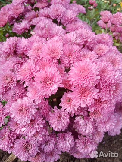 Хризантемы мультифлора