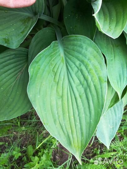 Хоста пучок из 5-7 черенков