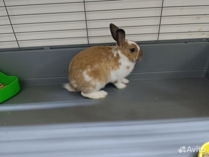 Декоративный кролик