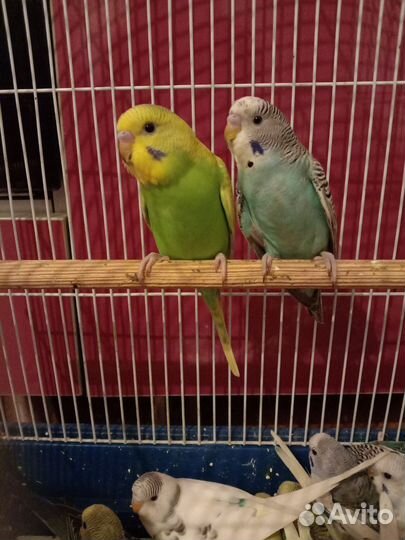 Ручные волнистый попугай