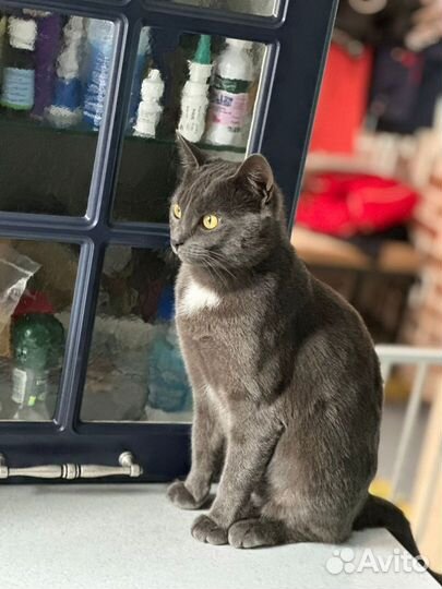 Кошечка в дар