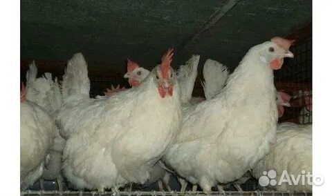 Куры несушки Хайсэкс Уайт (Белые ) Доставка