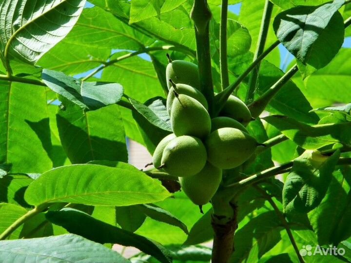 Орех маньчжурский Высота от 200см