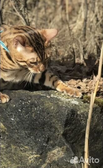 Бенгальский кот