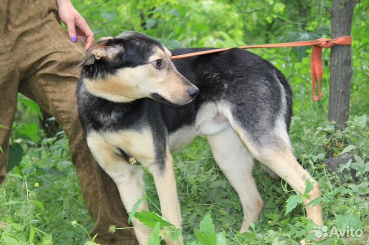 Собакен в добрые руки