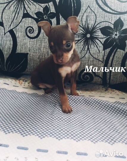 Той-терьер щенки