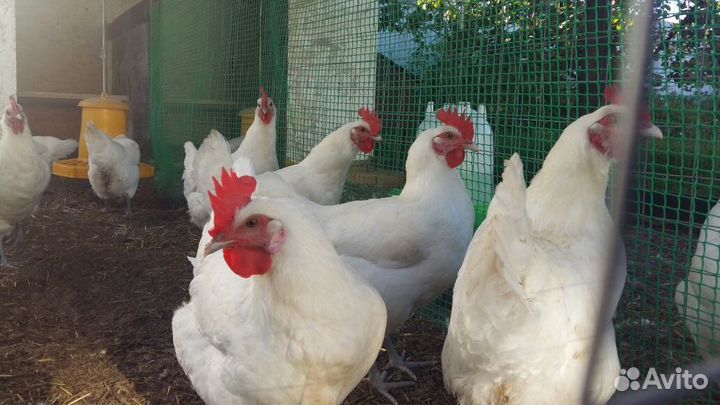 Бресс Галльская