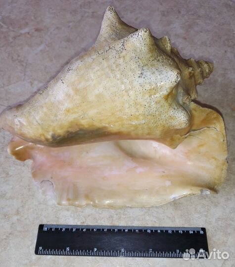 Морские ракушки и камни натуральные