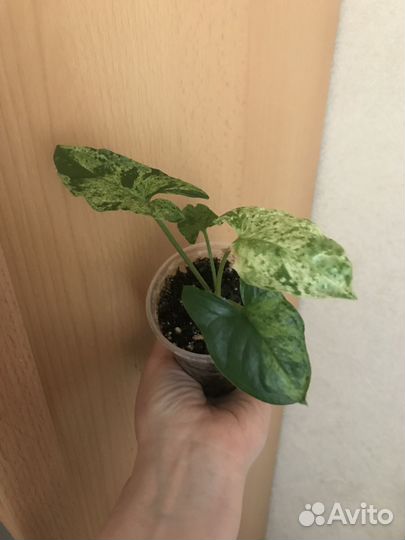 Сингониумы