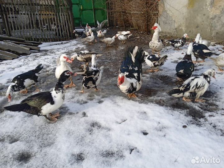 Мускусные утки