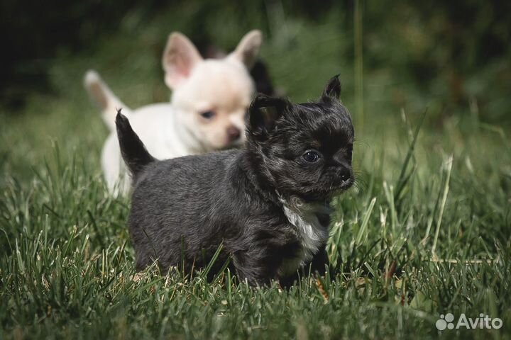 Голубое облачко