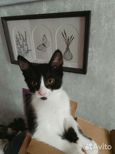 Кошка в добрые руки