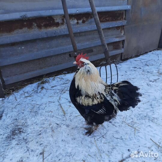 Петух кохинхин