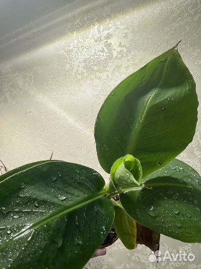 Банан пальма