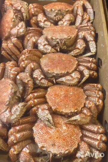 Крабы, клешни крабов, фаланга, салат крабов