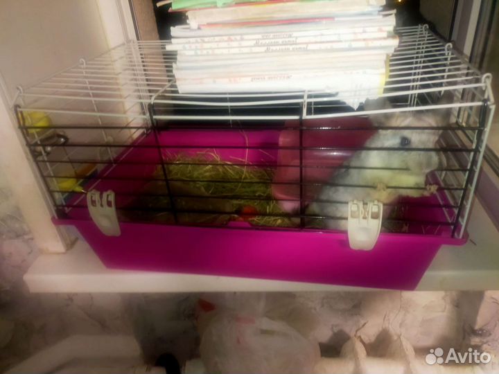 Шиншилла с клеткой