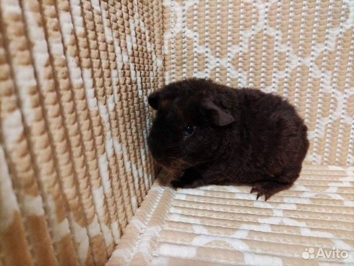 Морская свинка американский тедди