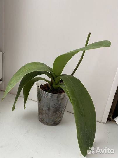 Орхидея бабочка Ох madonna