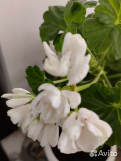 Пеларгония герань