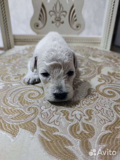 Собаки щенки