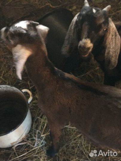 Нубийские козлята