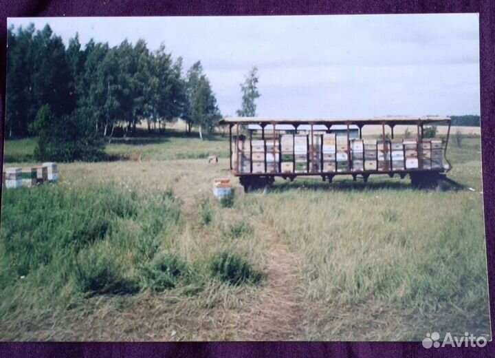 Мёд жидкий-Греча, липа, акация